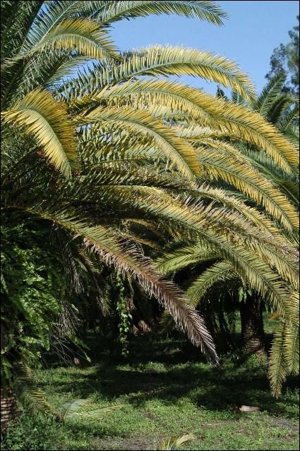 Figure 4. Phoenix canariensis showing both K (oldest leaves) and Mg (middle-aged leaves) deficiencies.