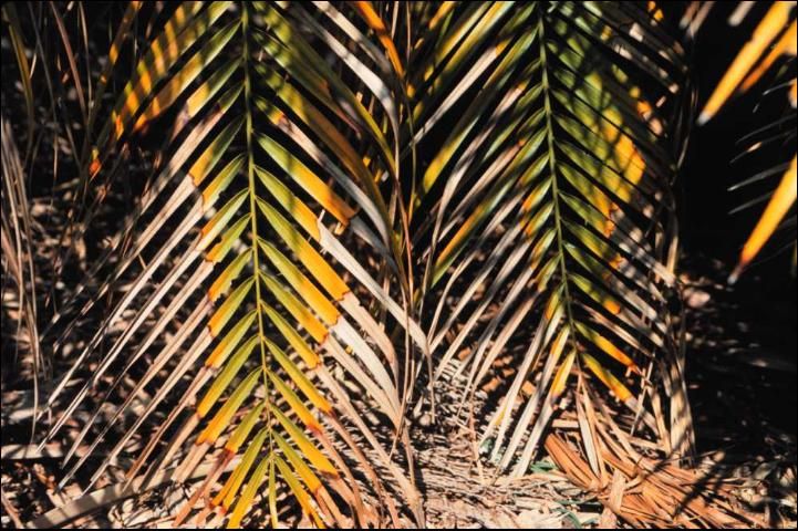 Figure 6. Potassium deficient older leaves of Phoenix roebelenii (pygmy date palm).