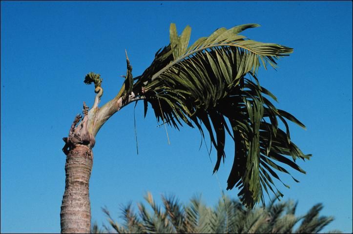Figure 32. Boron deficiency in Adonidia merrillii (Christmas palm) showing sharp bending in the stem. Note that previous leaves were tiny indicating a temporarily acute B deficiency, but subsequent leaves were larger, suggesting the deficiency in now chronic.