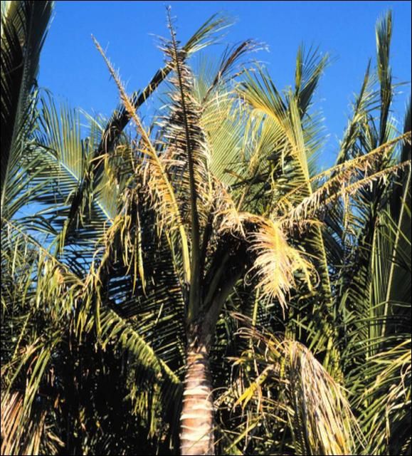 Figure 11. Late-stage potassium deficiency in Cocos nucifera showing small chlorotic and necrotic new leaves and tapering of the trunk. This palm died shortly after this photo was taken.