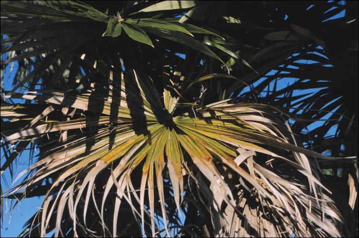 Figure 4. Potassium deficiency in Livistona chinensis showing leaf discoloration and tip necrosis.