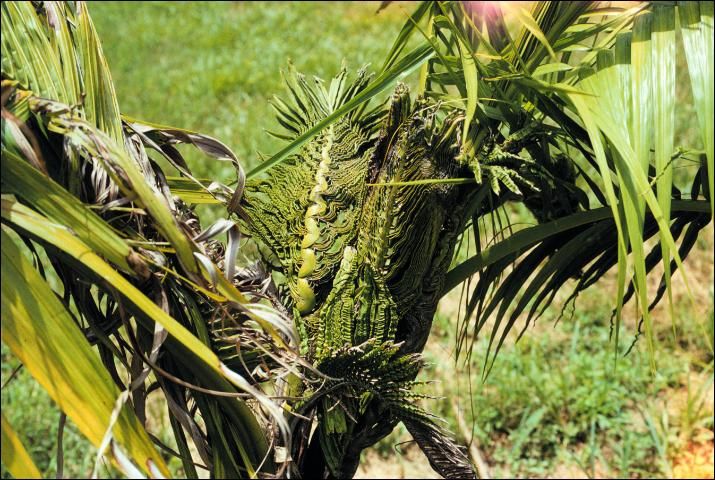 Figure 36. Severe B deficiency in Heterospathe elata (sagisi palm) showing small crumpled new leaves.