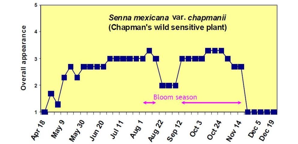 Figure 13. Rating of overall appearance (1 = poor to 5 = excellent) of Senna mexicana var. chapmanii from April 18 to December 19, 2006.