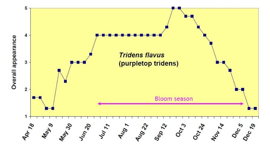 Figure 15. Overall appearance rating (1 = poor to 5 = excellent) of Tridens flavus from April 18 to December 19, 2006.