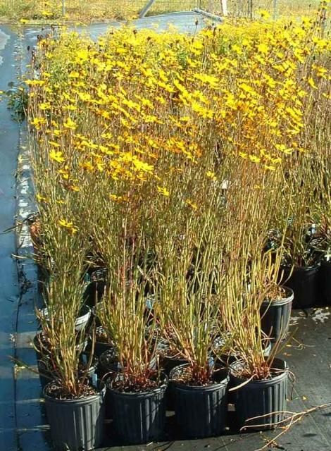 Figure 1. Container-grown Florida coreopsis at the UF/IFAS NFREC-Quincy, November 2007.