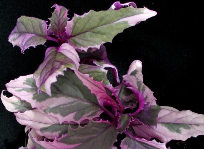 Figure 2. Green and white leaves of variegated purple passion cultivar (Gynura aurantiaca) are also densely hairy.