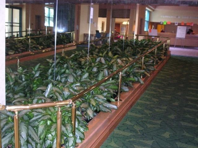 Figure 2. University of Florida hybrid 'Silver Bay' Aglaonema is used to enhance the interiorscape environment in this hotel lobby.