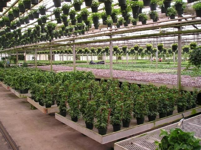Figure 1. Crops of English ivy (Hedera helix) being cultivated at a Florida greenhouse.