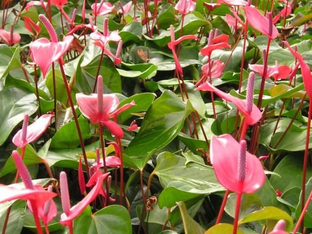 Figure 1. Mature Anthurium 'Red Hot' growing in 6-inch (1.6 L) containers.