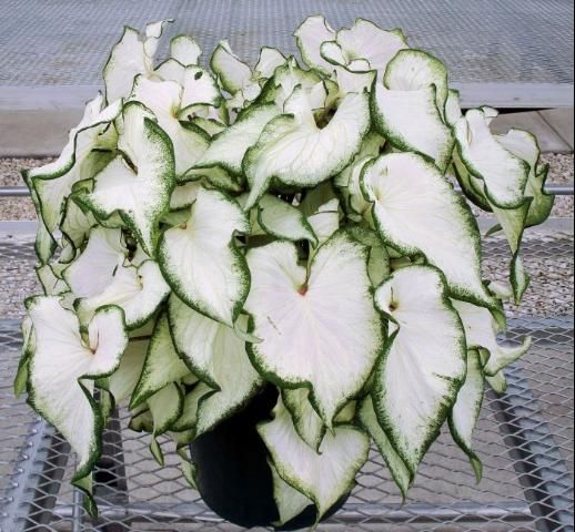 Figure 1. White Butterfly™ plant produced by forcing three intact Jumbo (2½–3½ inches in diameter) tubers in a 10-inch pot and photographed 10 weeks after planting.