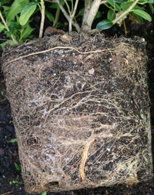 Roots of shrubs growing in containers are deflected by the sides and bottom of the container. This confinement results in a dense root system, which dries quickly after planting.