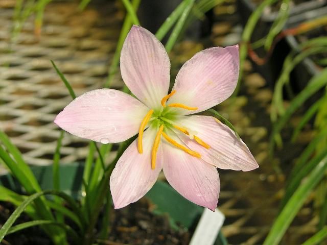 Figure 8. 'Grandjax' rainlily has pale pink flowers.