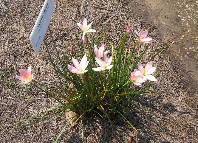 Figure 9. 'Grandjax' is a sterile hybrid of Zephyranthes and quickly grows into large clumps.