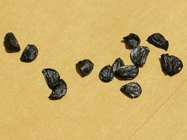 Figure 16. Rainlily seeds are thin, small and usually shiny black.