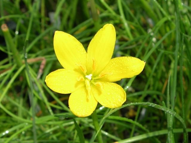 Figure 10. Flowers of yellow rainlily, Zephyranthes citrina, are deep yellow.