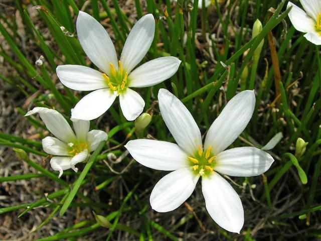 Figure 3. These are flowers of Zephyranthes candida.