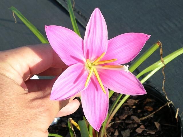 Figure 5. Pink rainlily produces bright pink flowers up to 4 inches in diameter.