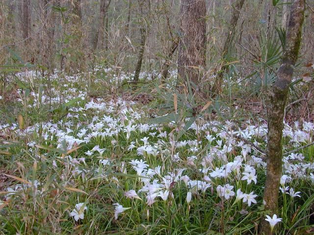 Figure 2. This shows the native Zephyranthes atamasca flowering in the woods of north Florida.