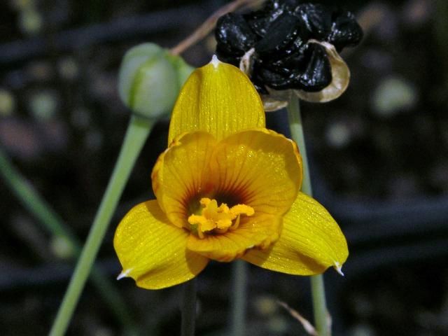 Figure 7. Copper lily, Habranthus tubispathus, is named for its small, orange-yellow flowers.