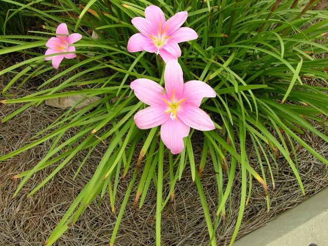 Figure 6. Pink rainlily, Zephyranthes grandiflora, can develop into large clumps.