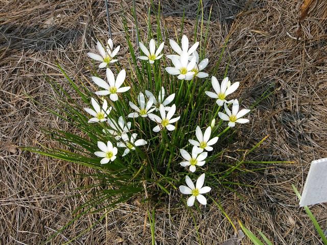 Figure 4. Fairly lily, Zephyranthes candida, develops into a nice, tight clump of flowering bulbs.