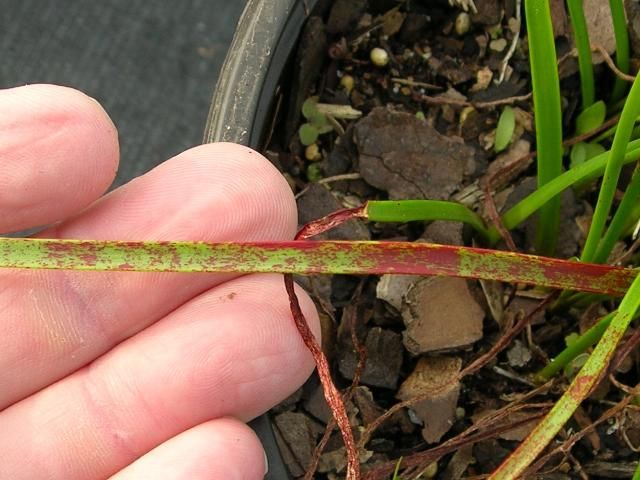 Figure 12. The red spots and streaking on this leaf are symptoms of the disease, red blotch.