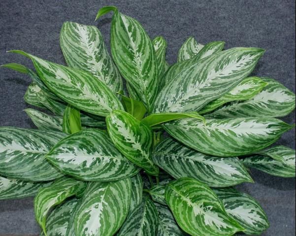 Figure 2. A mature Aglaonema 'Moonlight Bay' grown in a 6 in. diameter container.