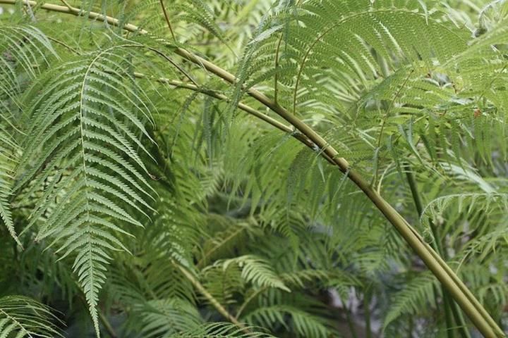 Figure 10. Small, delicate foliage and thin stems give ferns a fine texture.