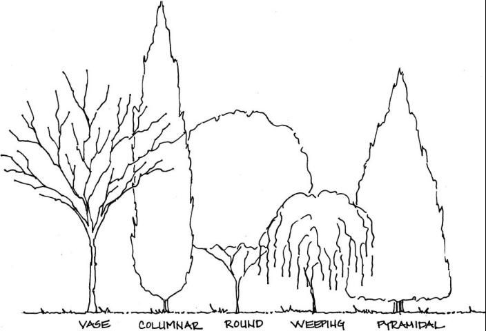 Figure 1. Common tree forms.