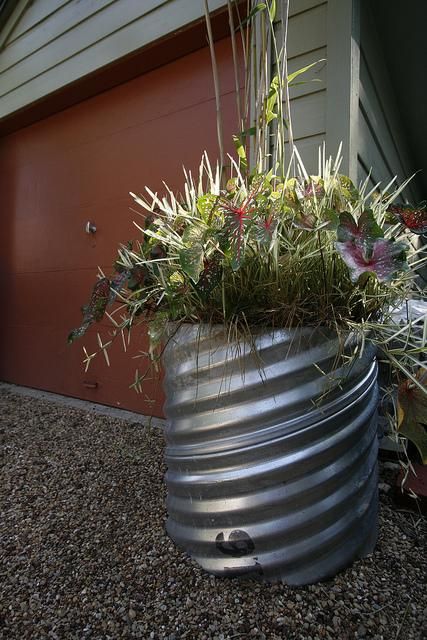 Figure 20. A section of galvanized drain pipe serves as a planter.