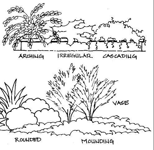 Figure 3. Fill large plant beds with large, spreading plants.