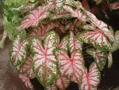 Figure 1. Plants of Tapestry™ caladium forced from tubers in a 10-inch container under approximately 60% shade.