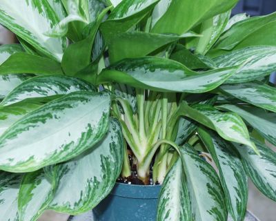 Figure 3. The petiole color of Aglaonema 'Leprechaun' is yellow green overall. The petiole wing color adjacent to the stem is white.