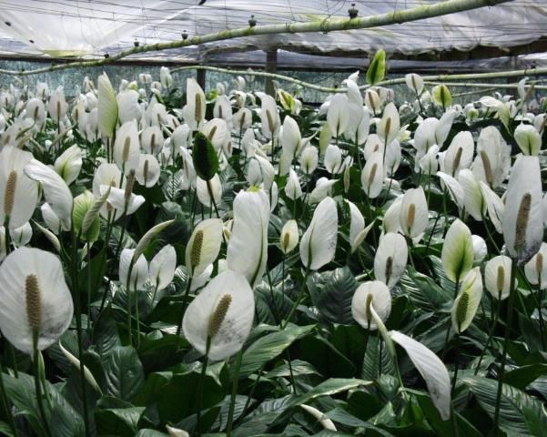 Figure 2. Each Spathiphyllum cultivar must be tested on a small-scale basis before GA3 is applied to an entire crop.