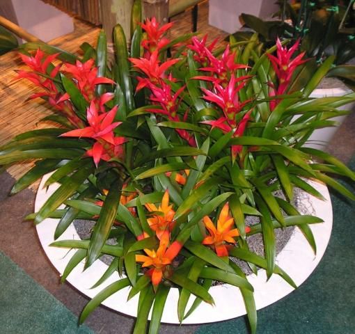Figure 4. Bromeliad growers routinely apply Florel® treatments to induce shiny, colorful inflorescences.