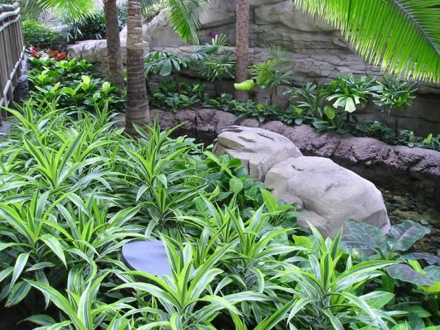 Figure 1. Foliage plants enhance indoor environments.