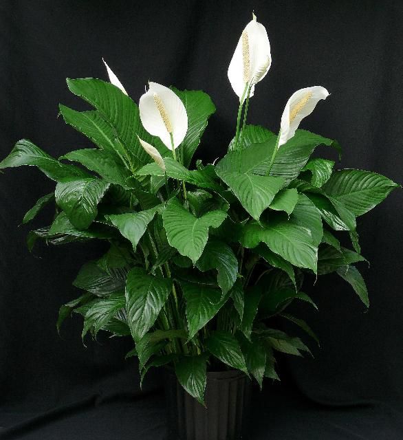 Figure 1. Spathiphyllum 'Sweet Pablo' in a 2-gallon container.