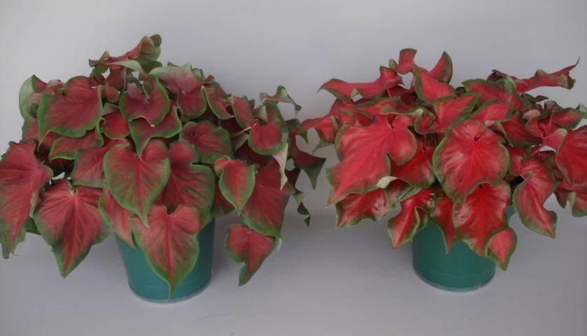 Figure 11. 'Red Hot' (right) in comparison to 'Florida Red Ruffles' (left). Plants (about 6 weeks old) were forced from five No. 2 tubers in 8-inch containers each.