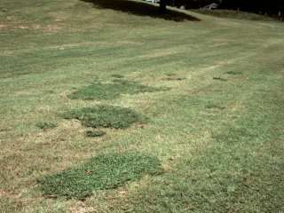 Figure 3. Old world diamond-flower patches in grass