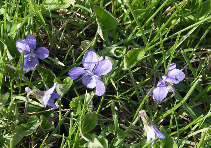 Figure 1. Violet in grass