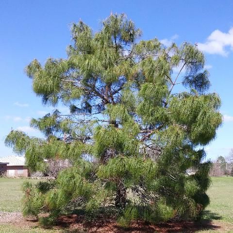 Figure 1. Smooth-bark Mexican pine in northern Florida.