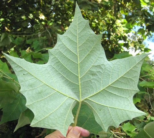 Figure 2. Close up of the silvery underside of a Rzedowski's sycamore leaf.