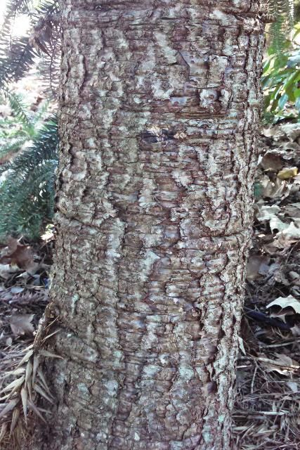 Figure 2. Close-up of the rough bark of Paraná pine.
