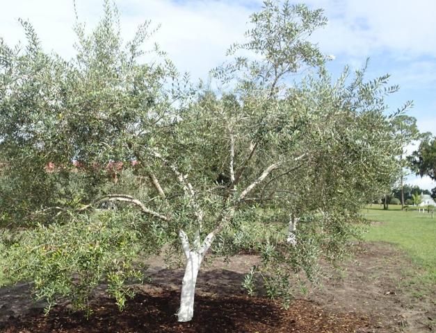 Figure 1. A seven-year-old olive tree (Olea europaea 'Mission') in Marion County, Florida. (Note: the trunk of this tree has been painted white; this is a common practice for olive growers in the Mediterranean region to protect plants from the sun, when their bark is still thin.)