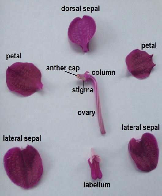 Figure 1. Structures of a Vanda orchid flower, including the petals, sepals, and column.