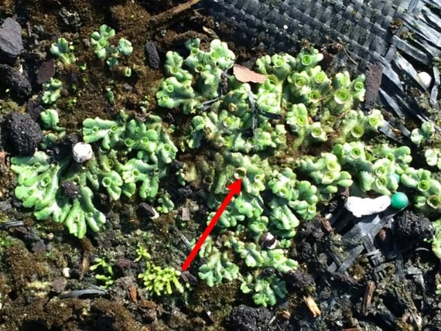 Figure 3. Liverwort (Marchantia polymorpha) is a common greenhouse weed. This weed spreads by spores and can quickly spread from greenhouse floors into containerized ornamentals.