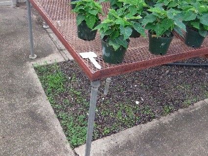Figure 1. Weeds growing underneath benches can harbor insects and disease organisms.