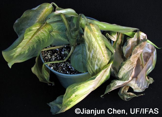 Figure 5. Dieffenbachia 'Tropic Honey' showing stem collapse and plant death following chilling injury.