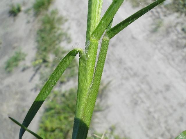 Figure 3. Goosegrass stem.
