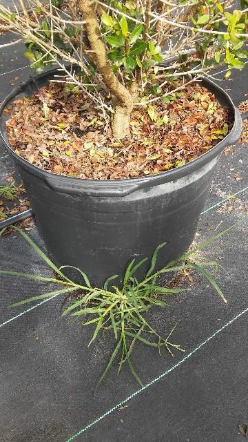 Figure 1. Goosegrass growing out of the drain hole of a nursery container.